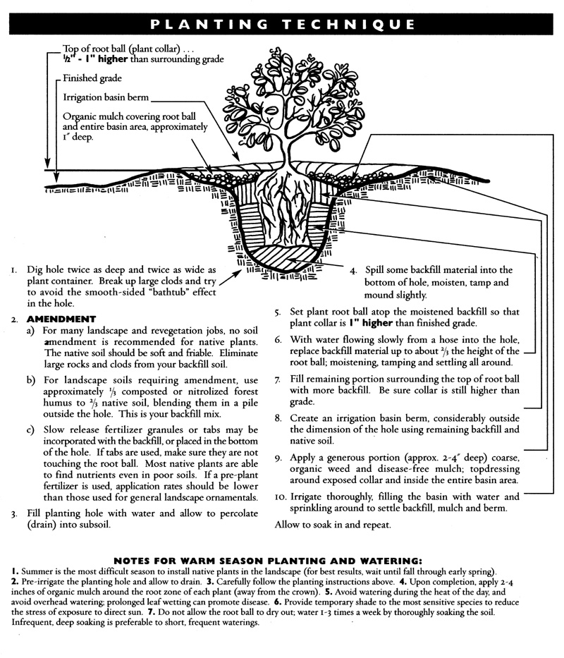Planting Diagram - SCCNPS
